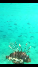 Teen girl picked up on the beach gave the best head and missionary fuck I've ever got