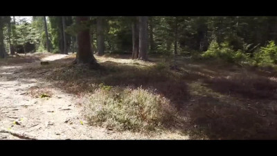 Outdoor sex in the forest