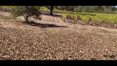 Quick standing fuck with busty whore in the field