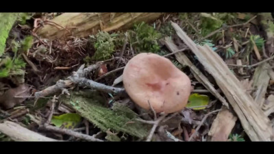 Hiker found a cozy warm cave for his huge cock during forest walking