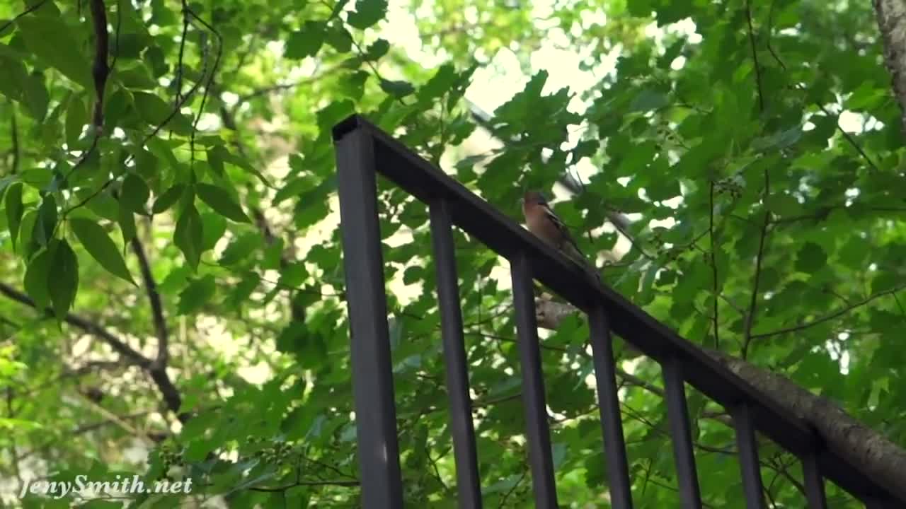 Watch Shameless public walking through streets in traspatent dress by Jeny Smith Full. Duration: 09:21 | ePornBabe.